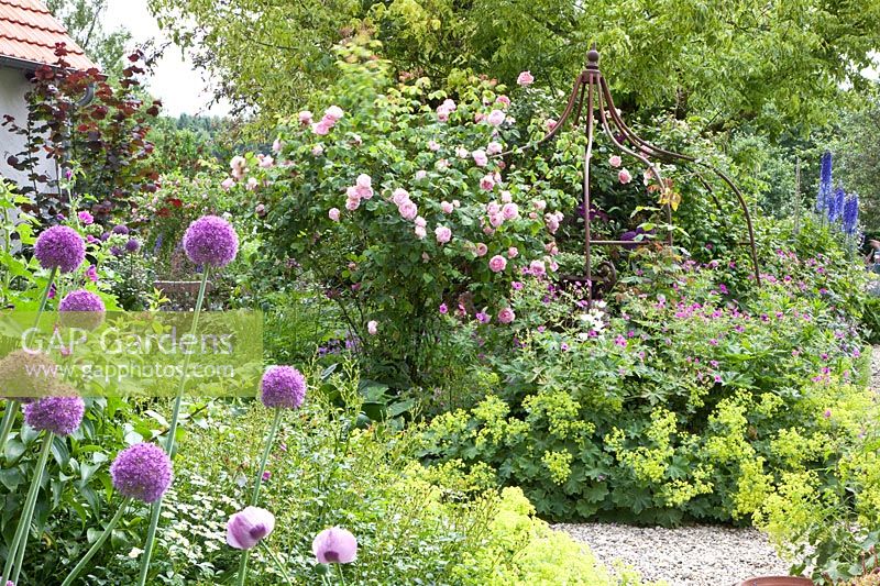 Rose arch, Rosa Constance Spry, Alchemilla mollis, Allium Ambassador, Geranium psilostemon 