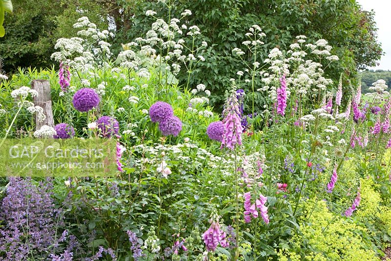 Flower meadow with ornamental onion, foxglove, valerian, lady's mantle, catnip, feverfew, Allium ambassador, digitalis, Valeriana officinalis, Alchemilla mollis, Nepeta, Tanacetum parthenium 