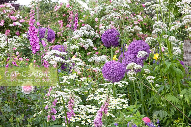 Flower meadow with ornamental onion, foxglove, valerian, feverfew, Allium ambassador, digitalis, Valeriana officinalis, Tanacetum parthenium 