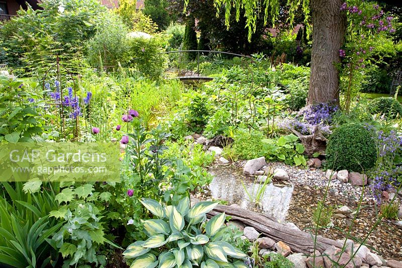 Stream and pond in the garden, Salix babylonica, Rosa Veilchenblau, Hosta June, Kirengeshoma palmata 