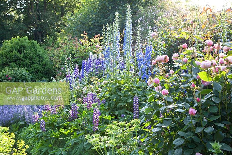 Bed with delphiniums, roses and lupins, delphinium, Rosa Geoff Hamilton, Lupinus The Governor 