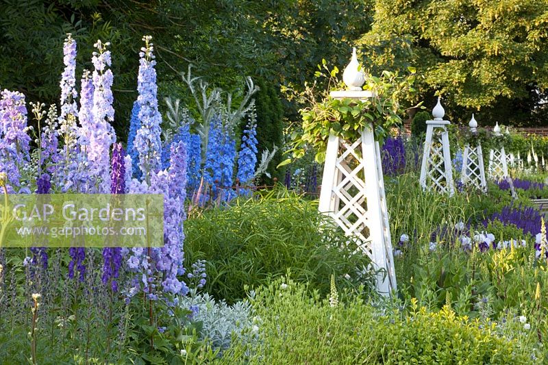 Bed with delphinium, iris, clematis, Delphinium Summer Skies, Delphinium Camelot, Delphinium King Arthur, Salvia nemorosa Mainacht, Iris barbata Braithwaite, Clematis 