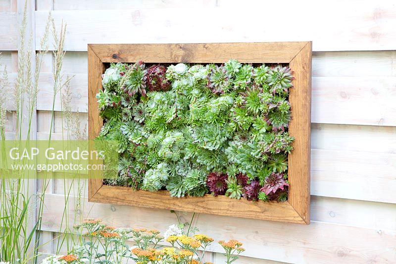 Vertical gardening with houseleek, Sempervivum 