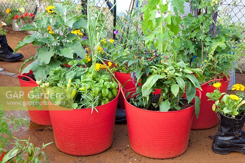 Vegetables and herbs in containers, Capsicum annuum, Ocimum basilicum, Solanum melongena, Pisum sativum Shiraz 