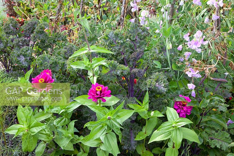 Kale with zinnias and sweet pea, Brassica oleracea, Zinnia Purple Prince, Lathyrus odoratus 