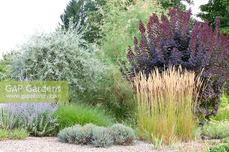 Gravel garden with Calamagrostis acutiflora Karl Förster, Perovskia atriplicifolia Blue Spire, Pyrus salicifolia Pendula, Cotinus coggygria 