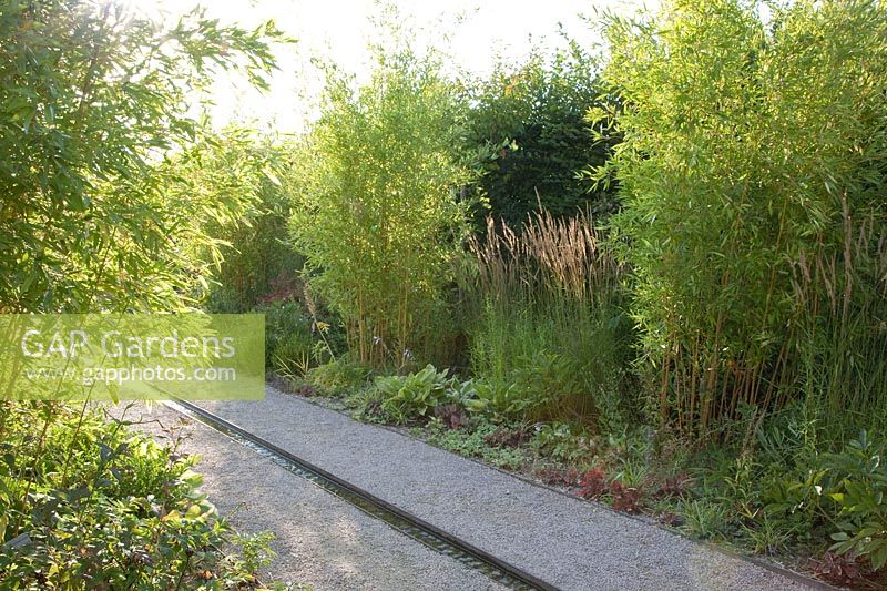 Bamboo in the garden, Fargesia 