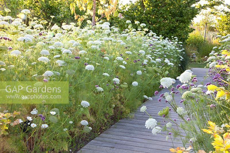 Bishop's weed, Ammi visnaga, Verbena bonariensis 