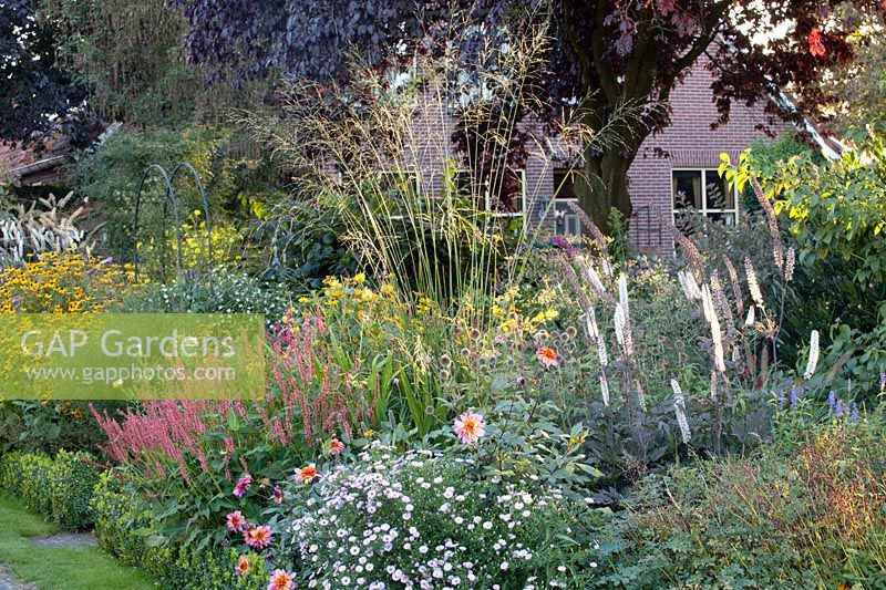 Bed under tree, Prunus cerasifera nigra, Cimicifuga ramosa Atropurpurea, Aster Mrs. Franny, Molinia Skyracer, Persicaria amplexicaulis Orange Field 