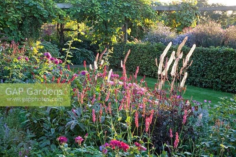 Bed with Black Cohosh, Actaea simplex Brunette, Cimicifuga simplex Brunette, Persicaria amplexicaulis Seven Oaks Village, Rosa Angela 