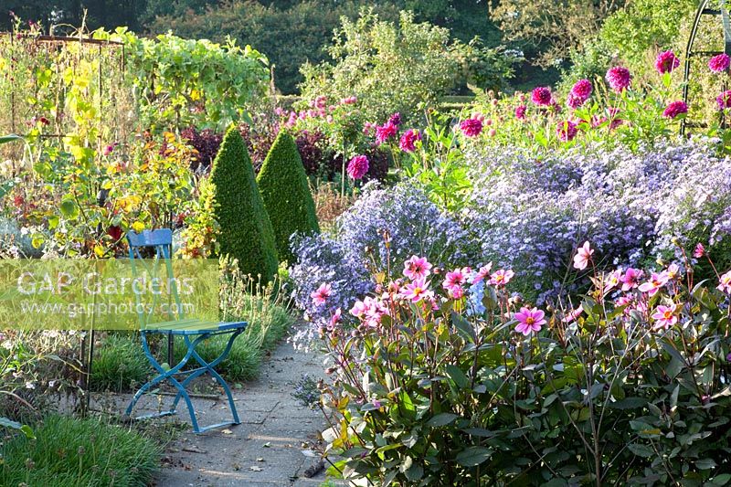 Kitchen garden, Dahlia HS Juliet, Dahlia Deborah Renee Aster Little Carlow, Buxus 