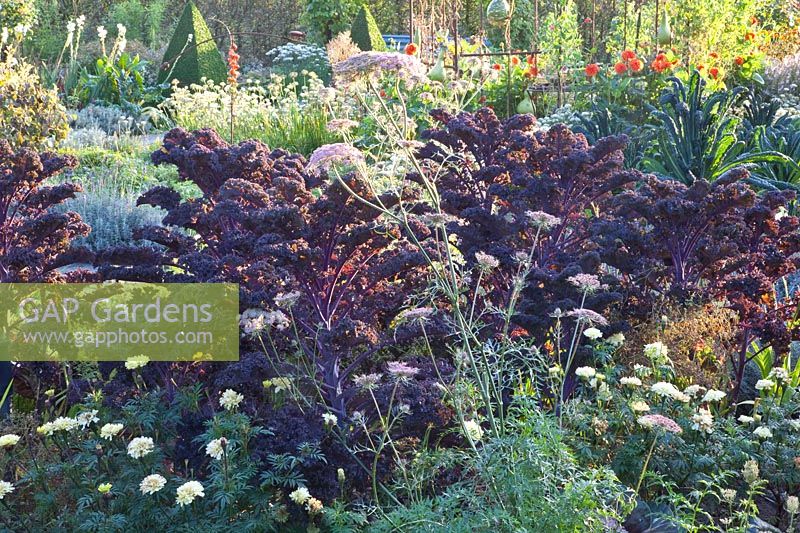 Red-leaved kale, Brassica oleracea Redbor 