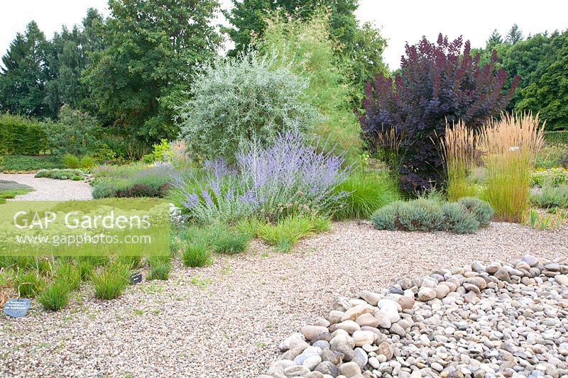 Gravel garden with Perovskia atriplicifolia Blue Spire, Pyrus salicifolia, Calamagrostis acutiflora Karl Förster, Cotinus coggygria 