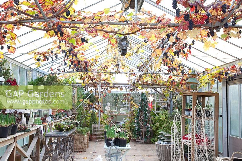 Grapes in the greenhouse, Vitis vinifera 