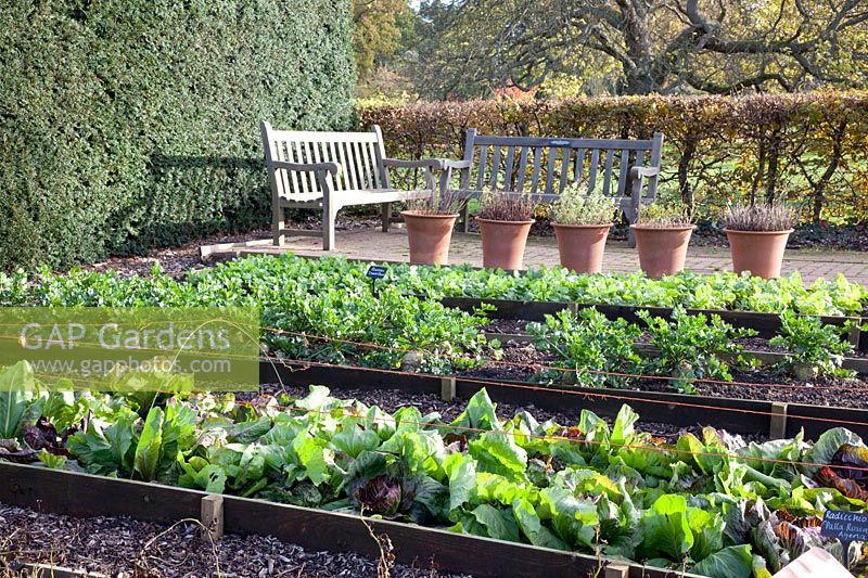 Vegetable garden in late autumn, Radicchio Palla Rossa, celeriac, radishes, Raphanus sativus; Apium graveolens, Cichorium intybus Palla Rossa 