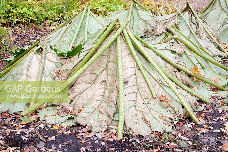 Winter protection giant leaf, Gunnera 