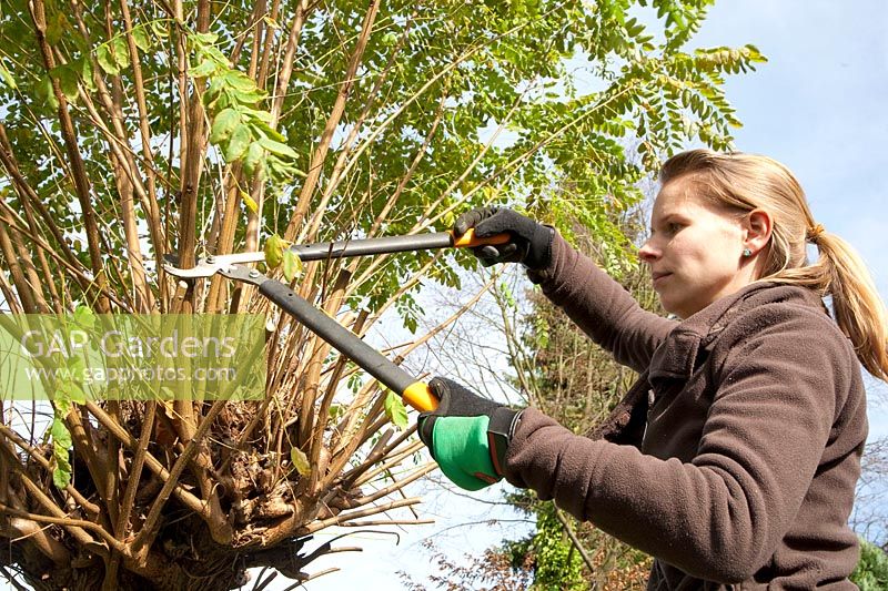 Pruning of the ball locust tree, Robinia pseudoacacia Umbraculifera 