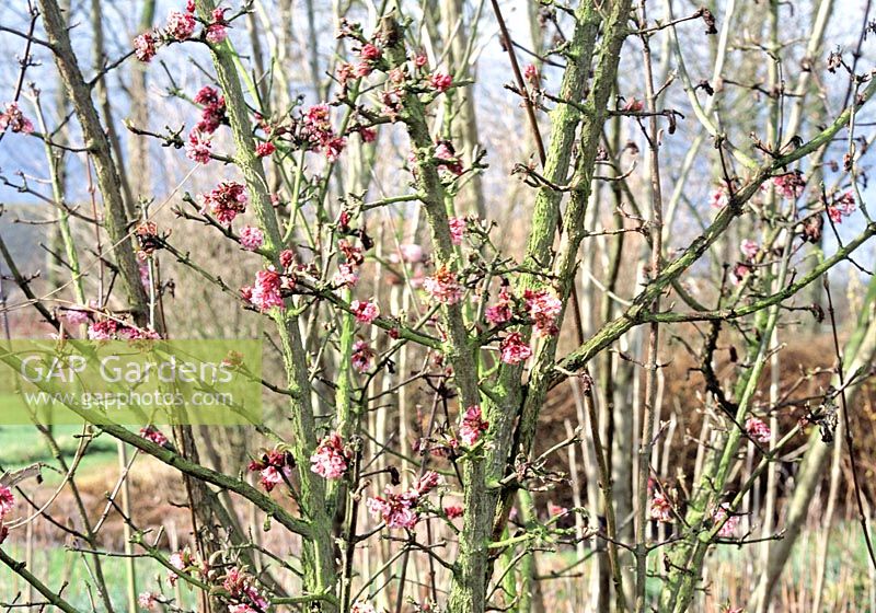 Flowering snowball, Viburnum bodnantense 