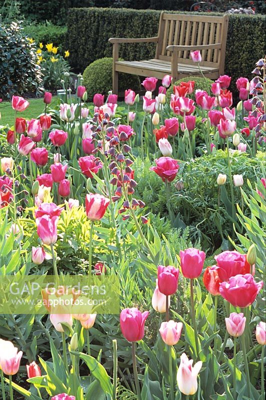 Bed with Tulipa Barcelona, Tulipa Garden Beauty, Tulipa Mata Hari, Tulipa Sorbet 