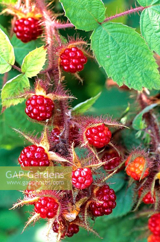 Portrait of Japanese wineberry, Rubus phoenicolasius 