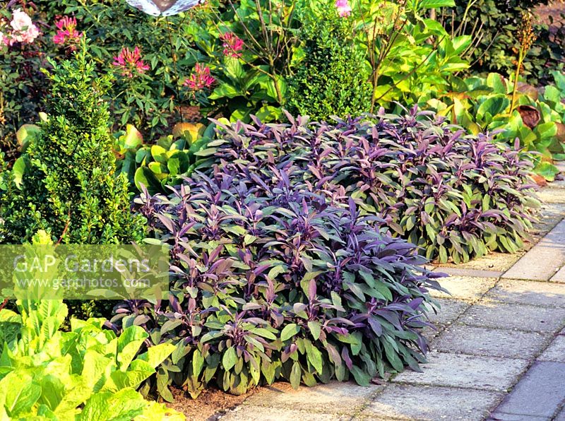 Herbs as bed edging 