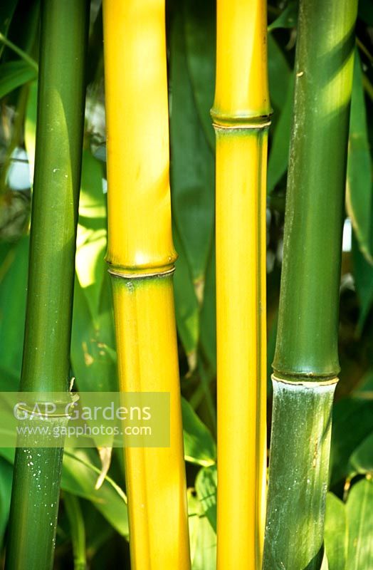 Portrait Bamboo, Phyllostachys spectabilis 
