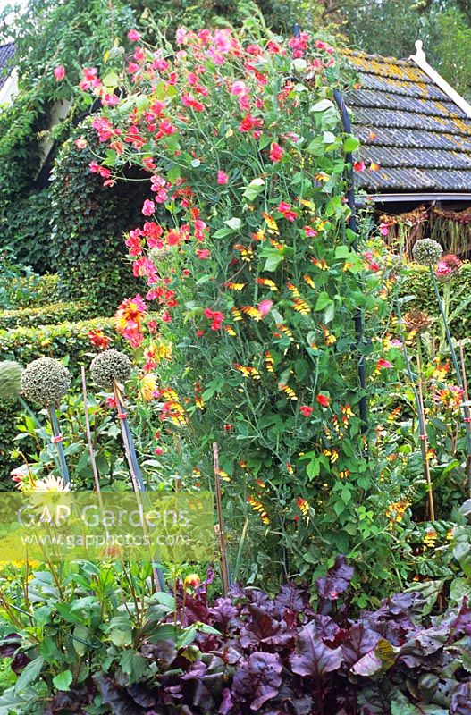 Garden with vetch, Lathyrus 