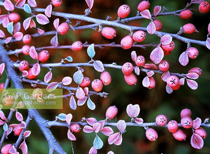Portrait berries Cotoneaster in frost, Cotoneaster 