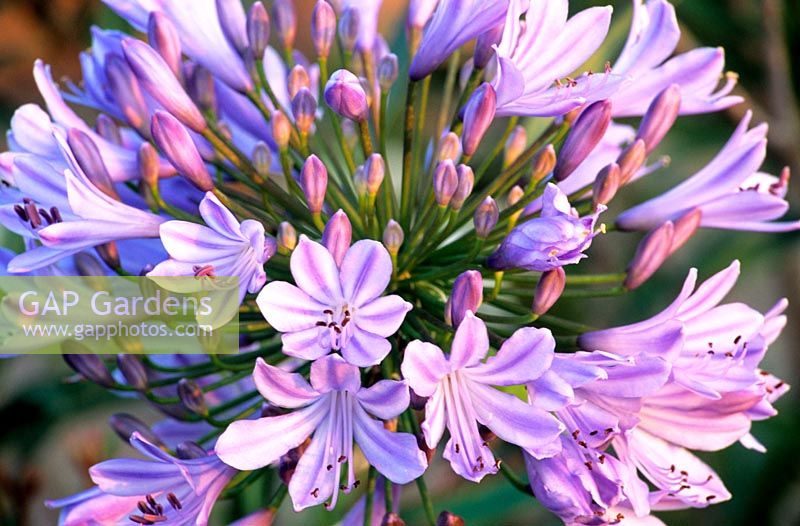 Portrait African Lily 