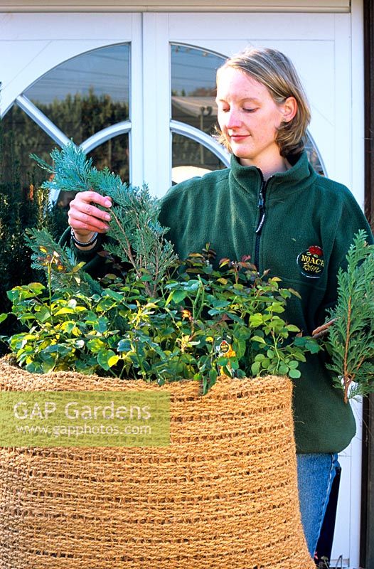 Winter protection for potted roses 