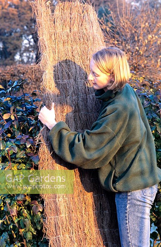 Winter protection for shrub roses 