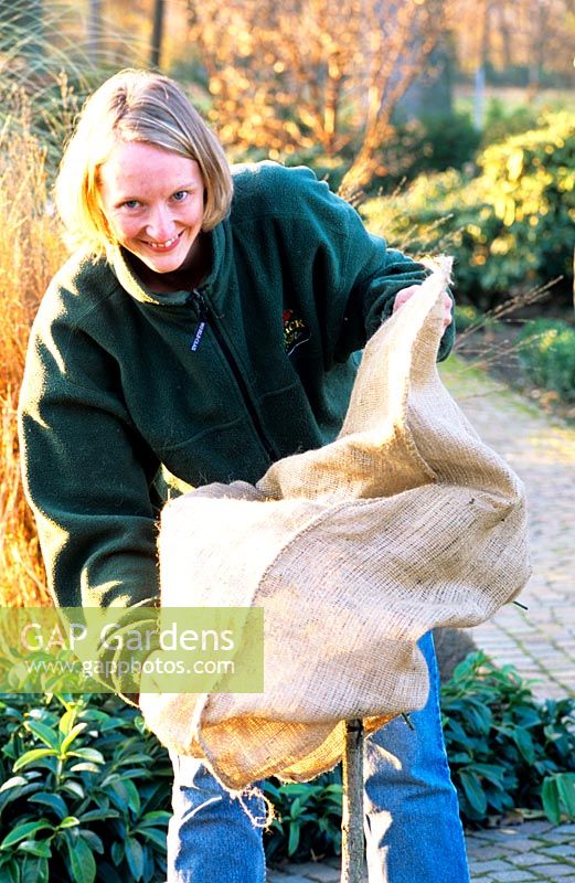 Winter protection for standard roses 