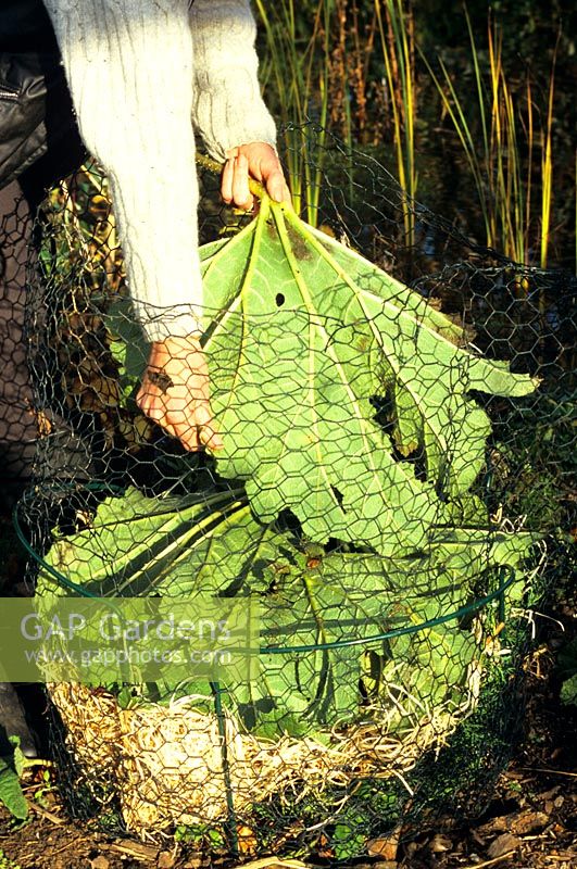 Winter protection for Gunnera 