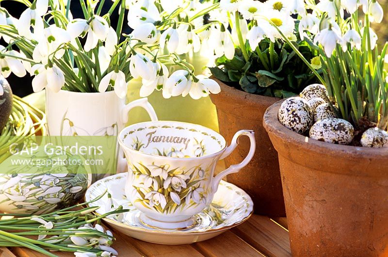 Still life with snowdrops, Galanthus Dionysos 