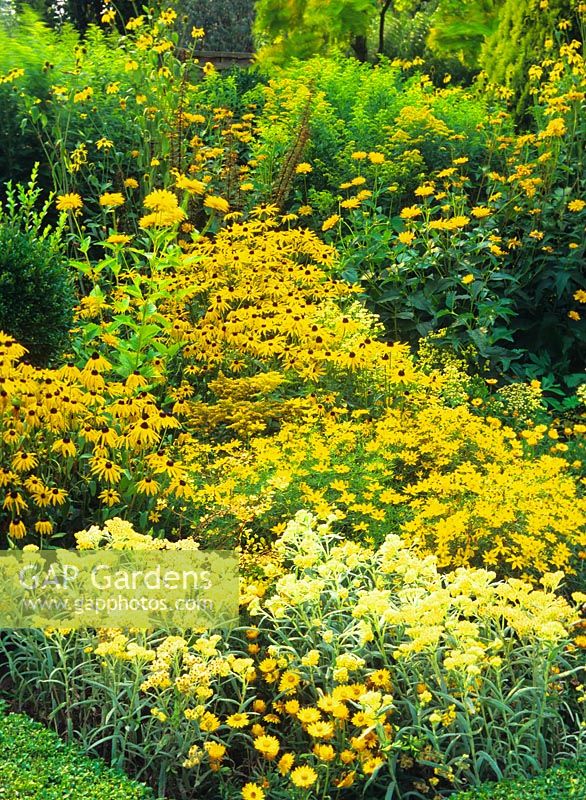 Yellow Garden 