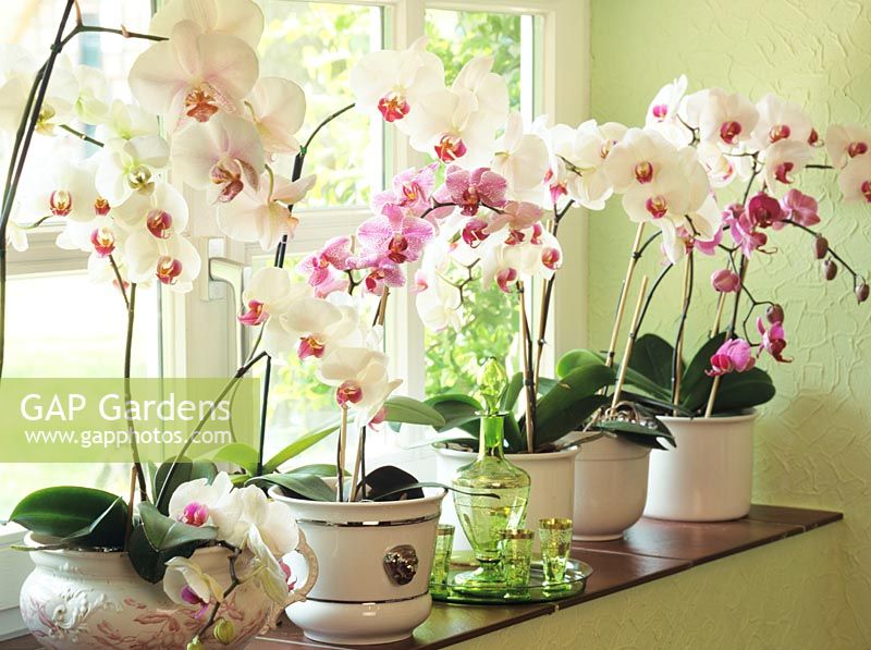 Orchids on the windowsill 