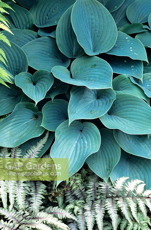 Hosta and fern, Athyrium niponicum Metallicum; Hosta Halcyon 