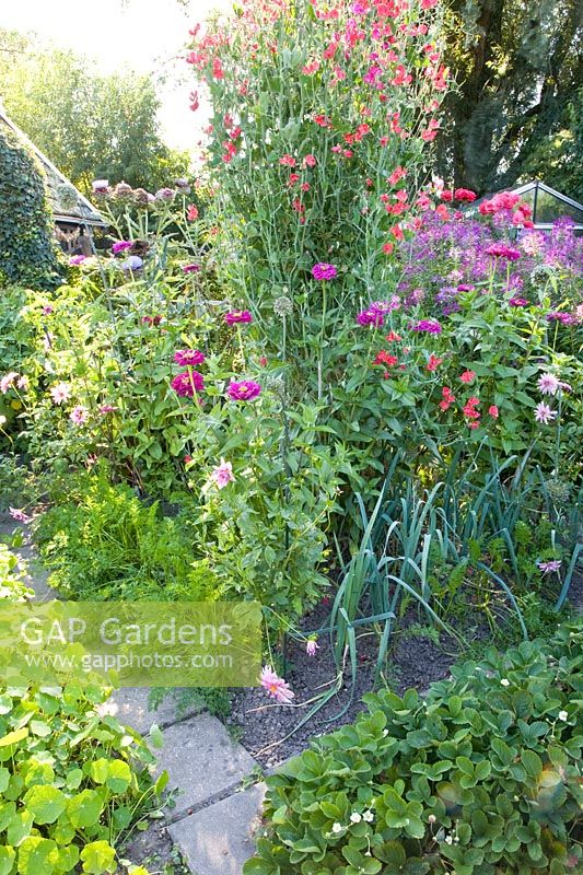 Annuals and vegetables in the cottage garden 