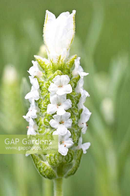 Portrait Lavender, Lavandula stoechas var.leucantha 