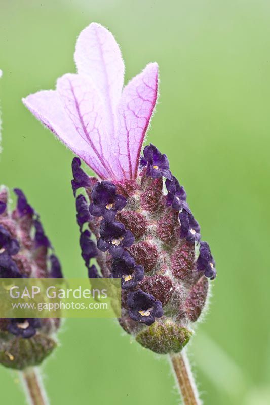 Portrait Lavender, Lavandula stoechas x viridis Fathead 