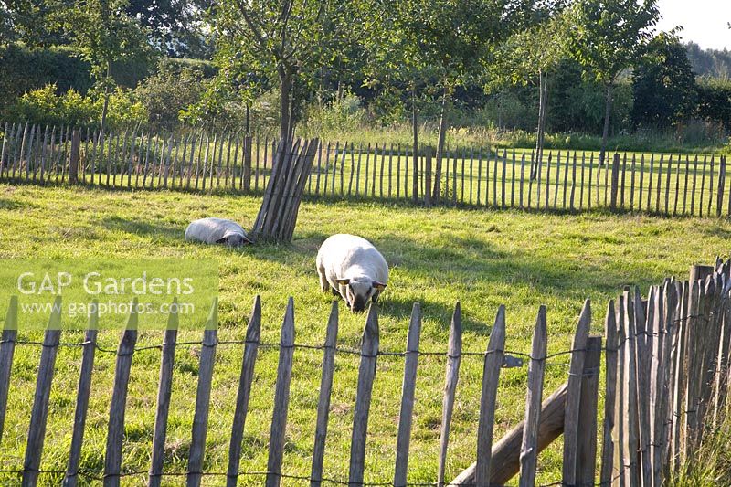 Sheep in the enclosure 