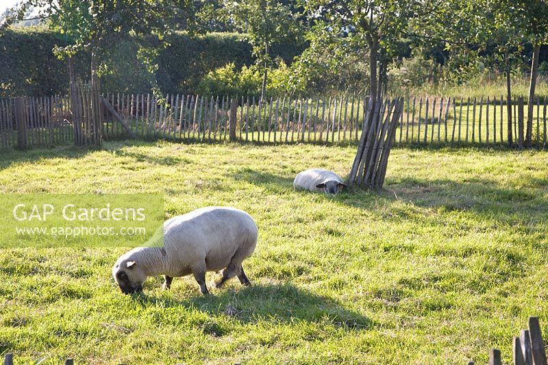 Sheep in the enclosure 