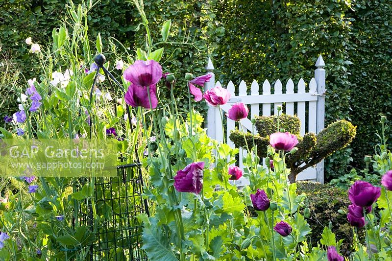 Cottage garden with annuals 