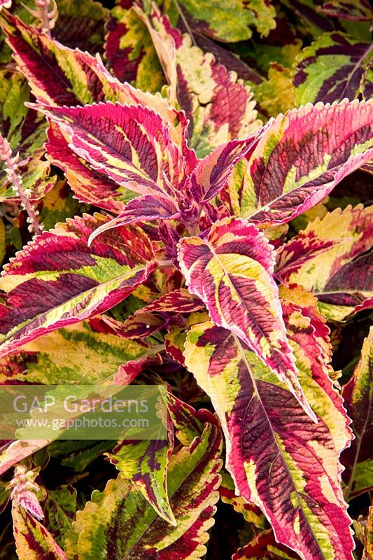 Portrait Coleus 