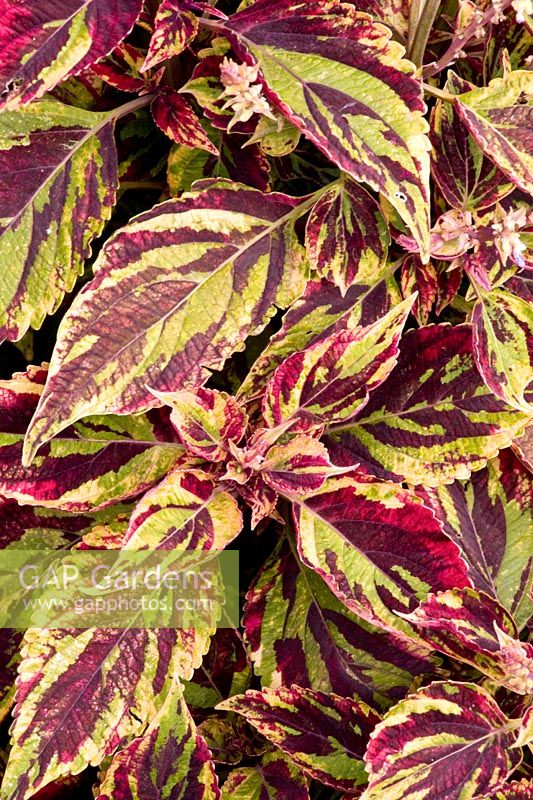 Portrait Coleus 