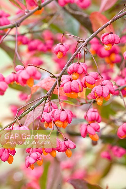 Portrait of Spindle Tree, Euonymus europaeus Red Cascade 