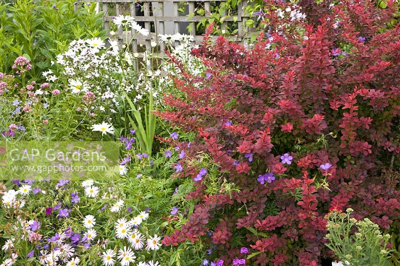 Barberry and perennials 