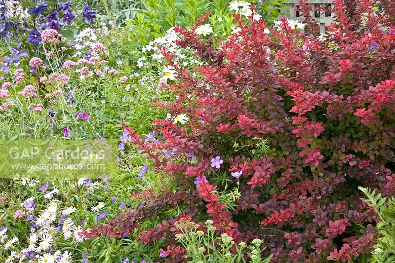 Barberry and perennials 