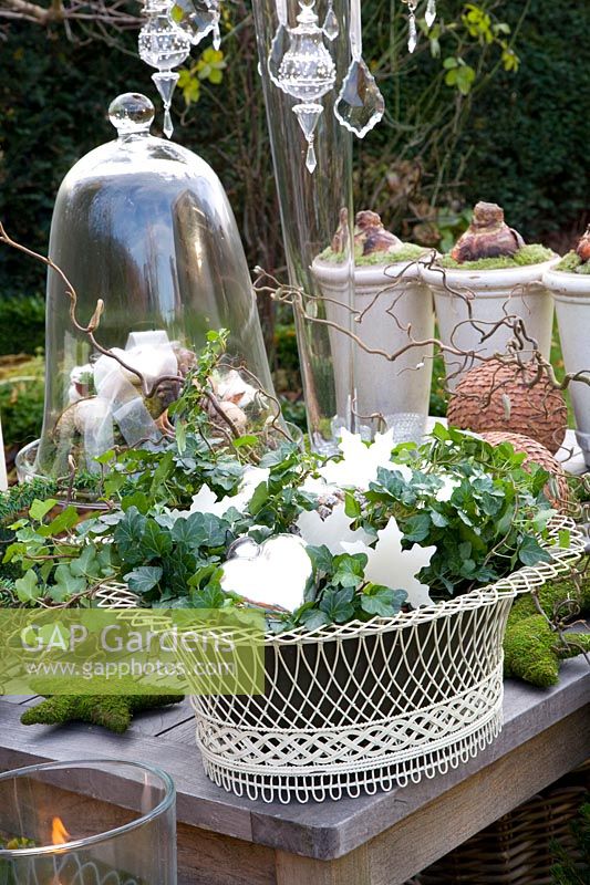 Winter decoration with ivy and wax stars, Hedera 