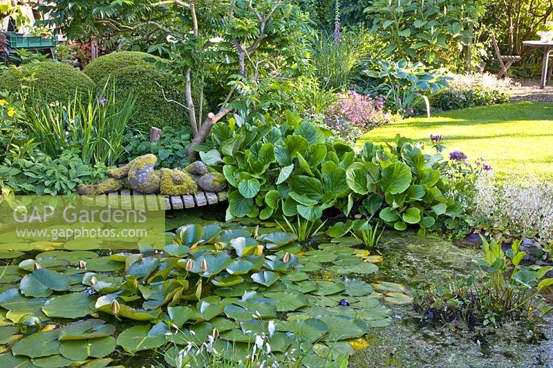 garden pond 